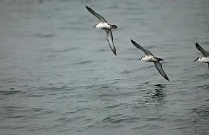 Shearwaters: Great Shearwaters - In flight over water