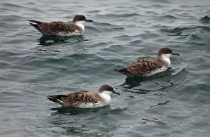 Shearwaters: Great Shearwaters - On water
