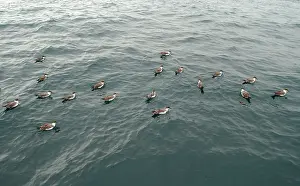Shearwaters: Great Shearwaters - On water