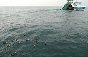 Trawler: Great Shearwaters - On water alongside fishing trawler