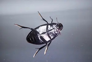 Emma Coghlan: Great Silver Diving / Water BEETLE - female, in