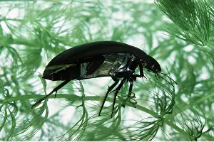 John Mason: Great Silver Diving / Water BEETLE - in water