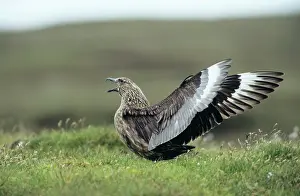Skuas: Great SKUA