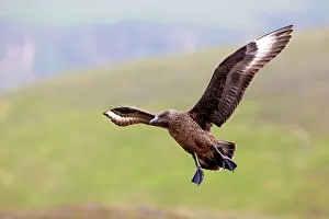 Skuas: Great Skua