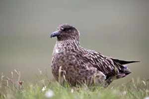 Skuas: Great Skua