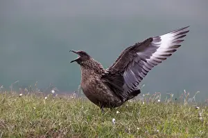 Rituals: Great Skua