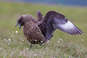 Rituals: Great Skua