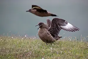 Rituals: Great Skua