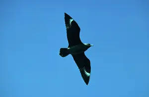 Catharacta: Great Skua