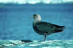Catharacta: Great Skua
