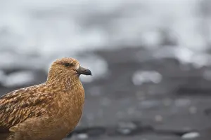 J Kulsrln: Great Skua