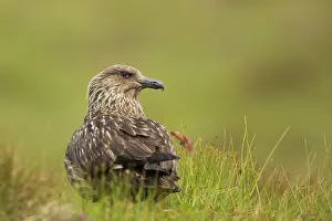 Catharacta: Great Skua