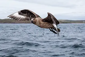 Wester: Great Skua