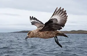 Wester: Great Skua
