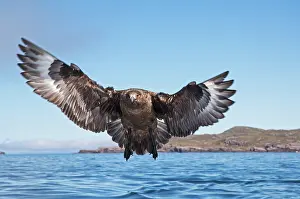 Wester: Great Skua