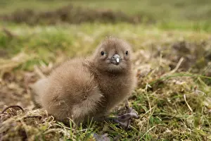 Stercorariidae: Great Skua