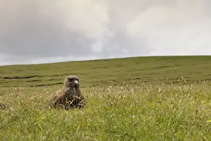 Hermaness: Great Skua