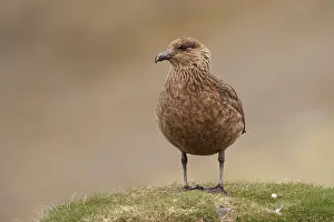 J Kulsarlon: Great Skua
