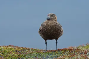 J Kulsarlon: Great Skua