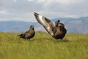 Defending: Great Skua