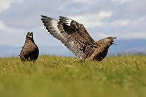 Defending: Great Skua