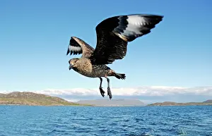 Wester: Great Skua