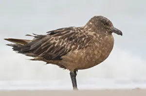 Jaeger: Great Skua