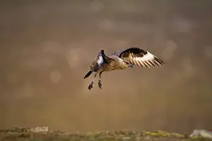 Fair: Great Skua