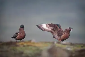 Fair: Great Skua