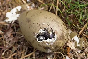 Fair: Great Skua
