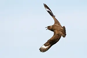 Stercorarius: Great Skua