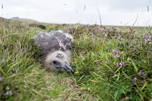 Fair: Great Skua
