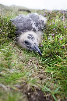 Fair: Great Skua