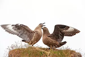 Skua: Great Skua