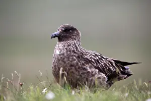 Skua: Great Skua