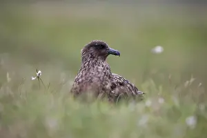 Skua: Great Skua