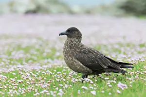Skua: Great Skua