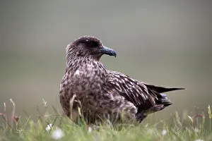Skua: Great Skua