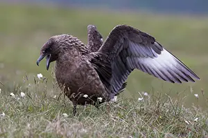 Skua: Great Skua