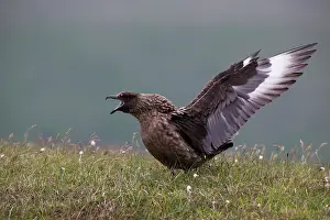 Skua: Great Skua