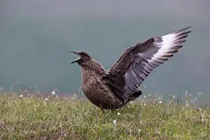 Skua: Great Skua
