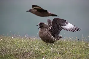 Skua: Great Skua