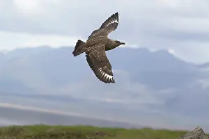 Skua: Great Skua