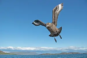Wester: Great Skua