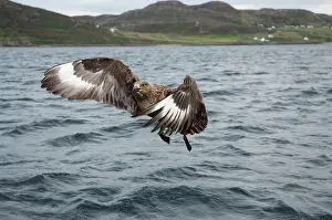 Wester: Great Skua