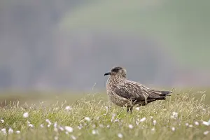 Skua: Great Skua