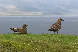 Skua: Great Skua