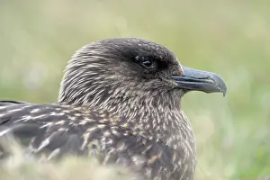 Hunter: Great Skua