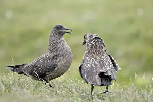 Level: Great Skua