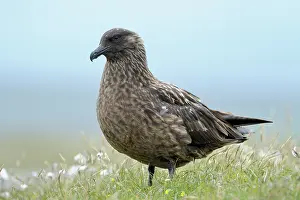 Level: Great Skua